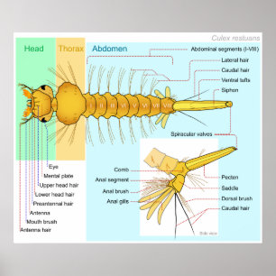 Poster Diagramme de la larve d'un moustique culex restuan