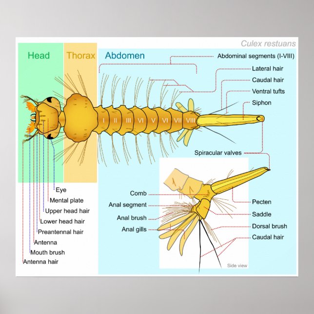 Poster Diagramme de la larve d'un moustique culex restuan (Devant)