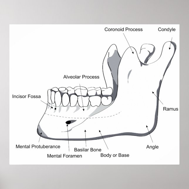 Poster Diagramme de la mandibule humaine du crâne (Devant)