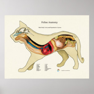 Poster Diagramme de vétérinaire d'anatomie d'organe