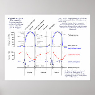 Poster Diagramme de Wiggers