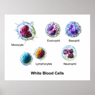Poster Diagramme des cellules de sang blanc Leukocytes