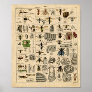 Poster Diagramme d'insectes vintage