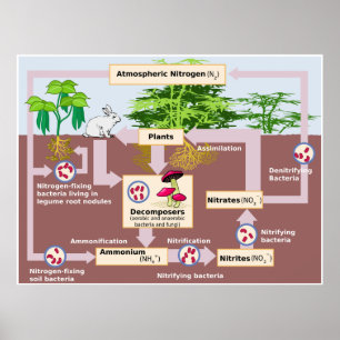 Poster Diagramme du cycle de l'azote de la Terre