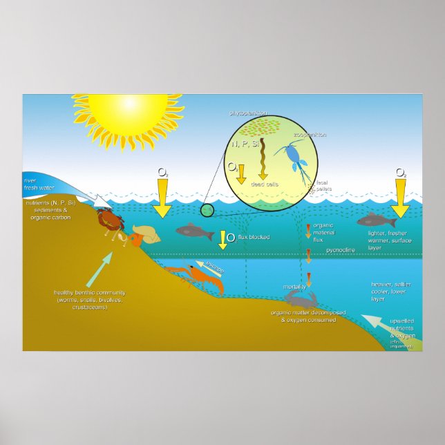 Poster Diagramme du processus d'eutrophisation de l'eau (Devant)