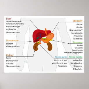 Poster Diagramme du système d'algues endocriniennes