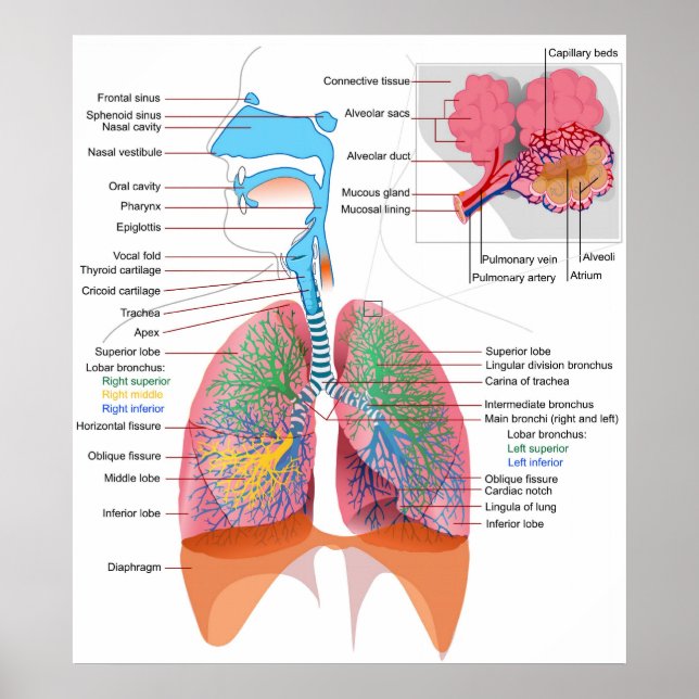 Poster Diagramme du système respiratoire humain (Devant)