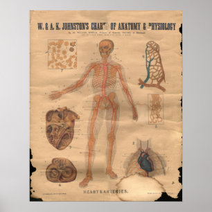 Poster Diagramme vintage 1906 d'anatomie d'artères de