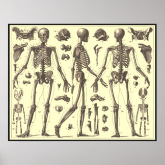 Poster Diagrammes squelettes vintages