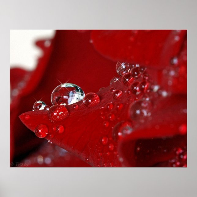 Poster Diamants de rose rouge (Devant)