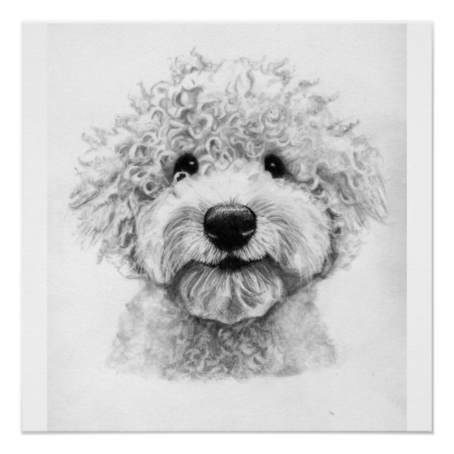 Poster Digne adorable croquis de chien aux cheveux frisés (Devant)