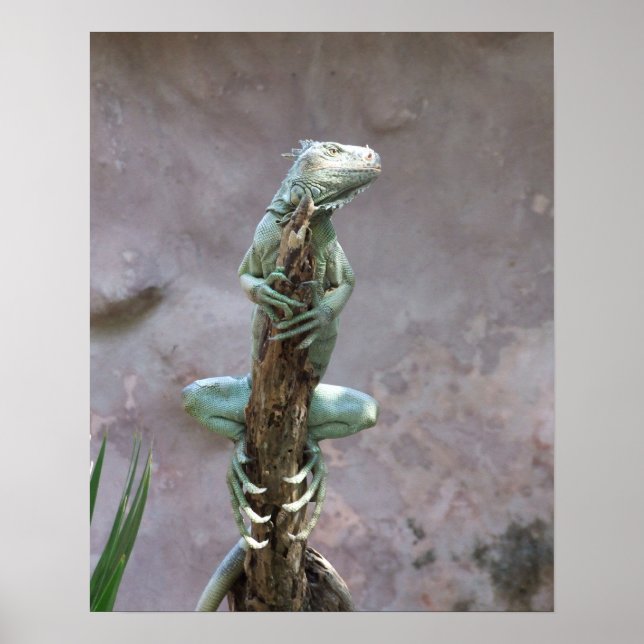 Poster d'Iguana (Devant)