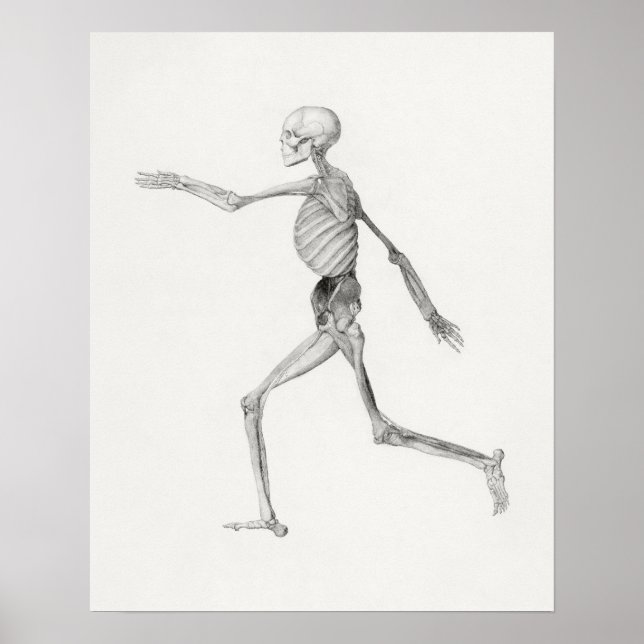 Poster d'illustration anatomique vintage (Devant)