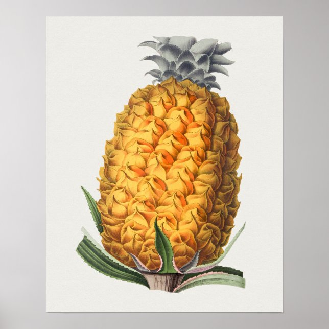 Poster d'illustration botanique vintage (Devant)