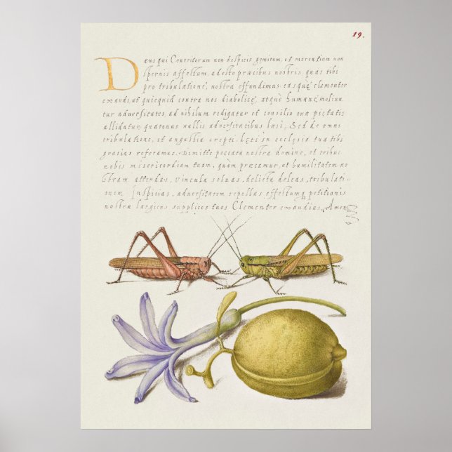 Poster d'illustration botanique vintage (Devant)