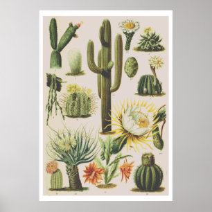 Poster d'illustration de cactus botaniques vintage