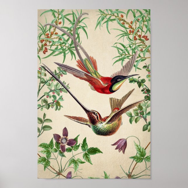 Poster d'illustration de colibri vintage (Devant)