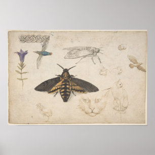 Poster d'illustration de la teigne vintage