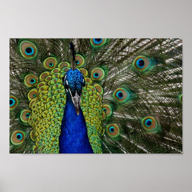 Poster d'illustration de paon vintage (Devant)