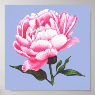 Poster d'illustration de stylo Peony Flower