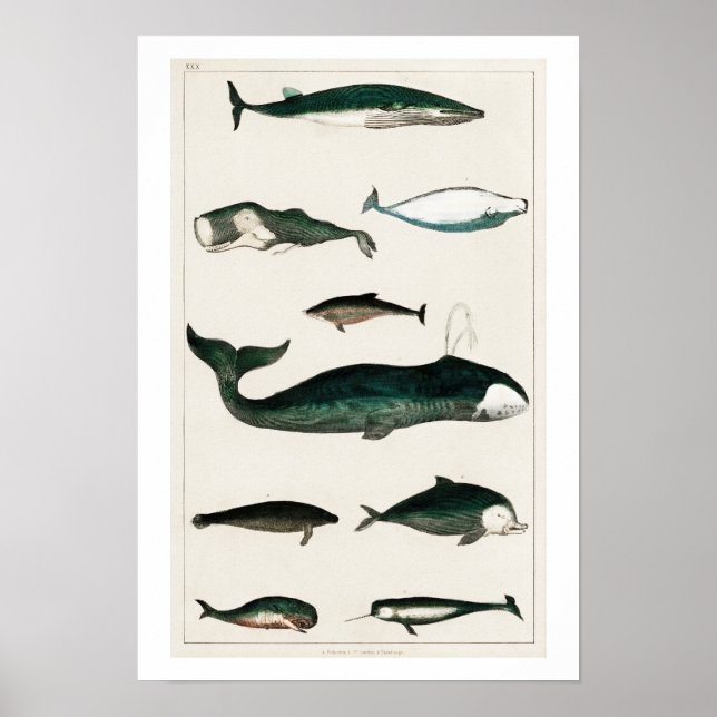 POSTER D'ILLUSTRATION DES BALEINES vintages (Devant)