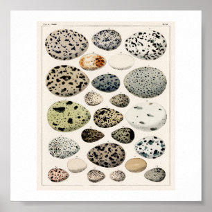 POSTER D'ILLUSTRATION DES OEUFS vintages 1843