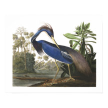 Poster d'illustration d'oiseaux de Blue Louisiana 