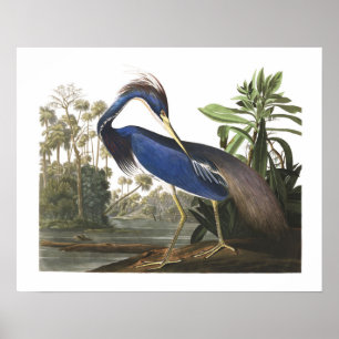 Poster d'illustration d'oiseaux de Blue Louisiana 