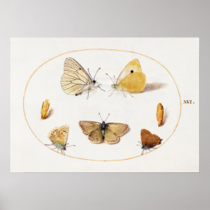Poster d'illustration papillon