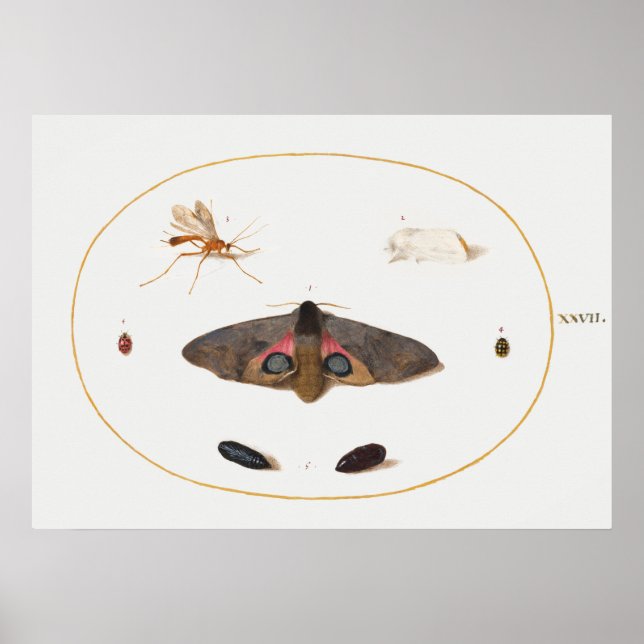 Poster d'illustration papillon (Devant)