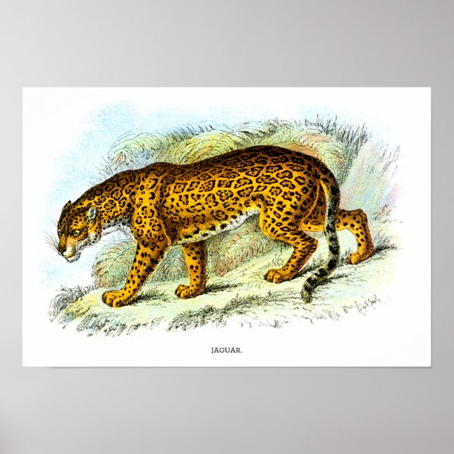 Poster d'illustration vintage d'animaux de Jaguar (Devant)