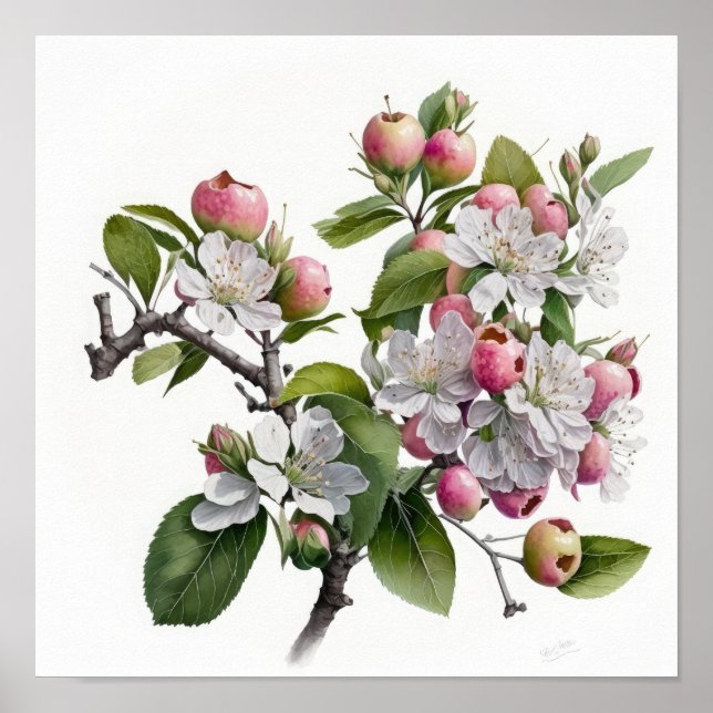Poster d'impression Apple Blossoms Flower Art (Devant)