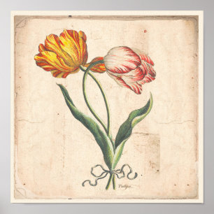 Poster d'impression botanique antique Tulips