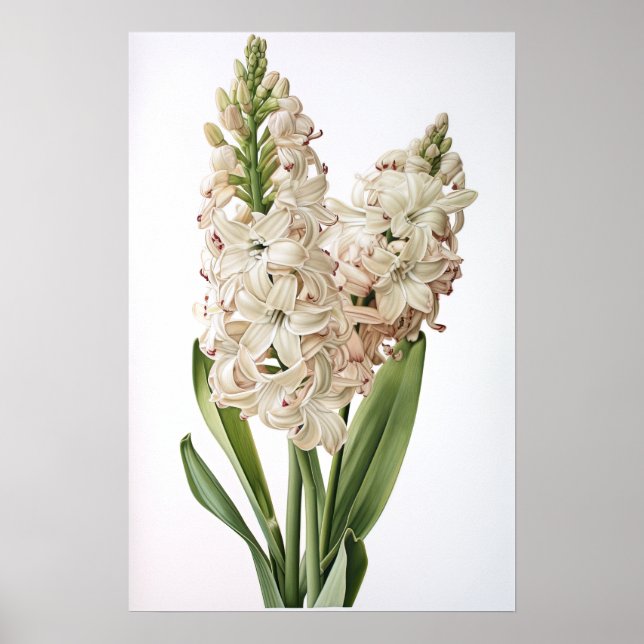 Poster d'impression Cream Hyacinth (Devant)