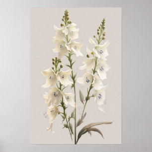 Poster d'impression d'art blanc Larkspur