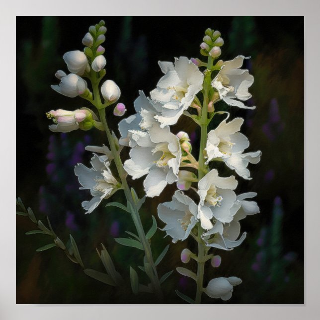 Poster d'impression d'art blanc Larkspur (Devant)