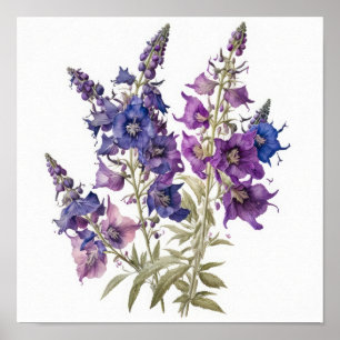 Poster d'impression d'art de la fleur de Larkspur 