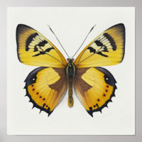 Poster d'impression d'art papillon jaune