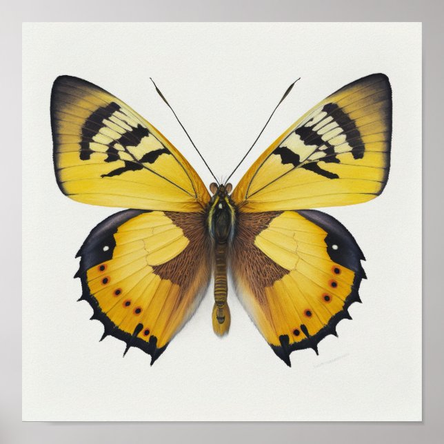 Poster d'impression d'art papillon jaune (Devant)
