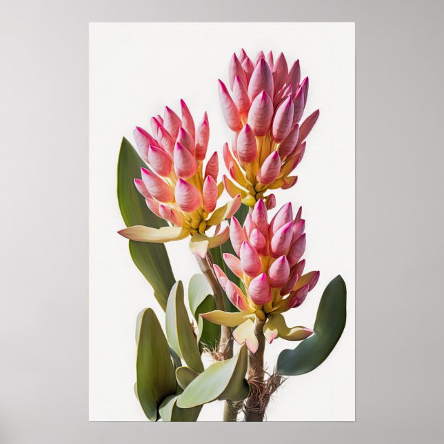 Poster d'impression d'art rose Curcuma (Devant)