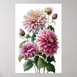Poster d'impression d'art rose Dahlias