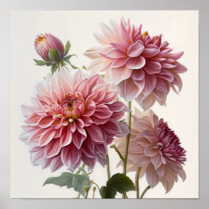 Poster d'impression d'art rose Dahlias