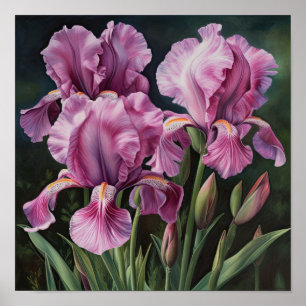 Poster d'impression d'art rose Irises