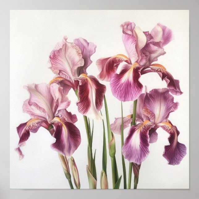 Poster d'impression d'art rose Irises (Devant)
