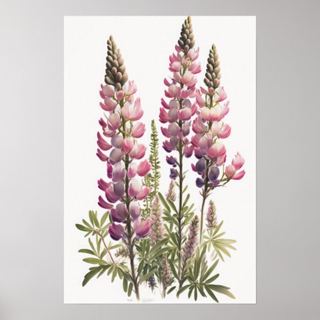 Poster d'impression d'art rose Lupine (Devant)