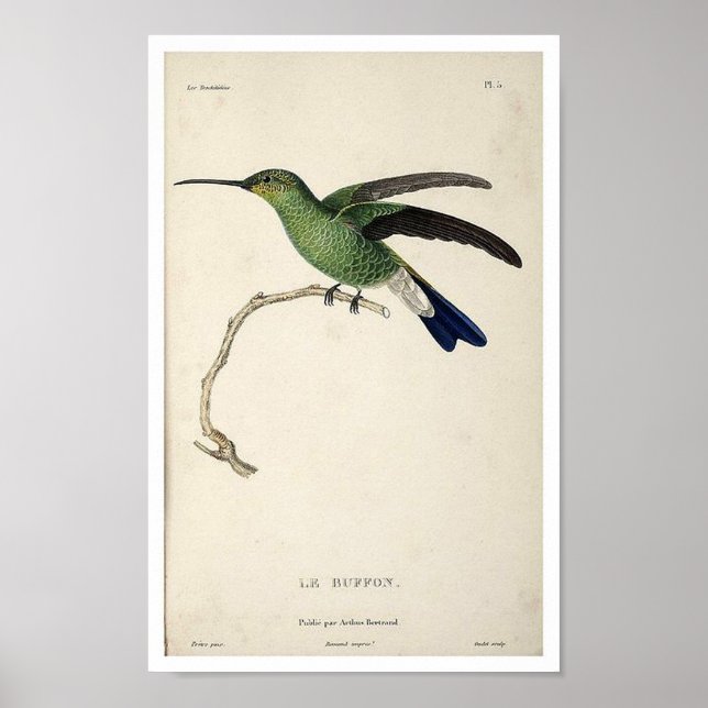 Poster d'impression de colibri vintage (Devant)