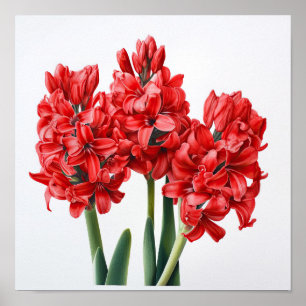 Poster d'impression de l'art de la fleur Red Hyaci