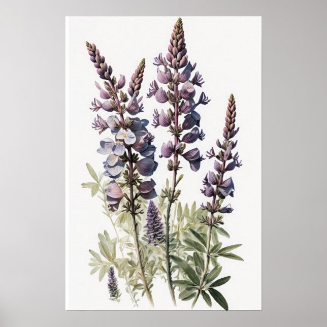 Poster d'impression de l'art de la lupine violette (Devant)