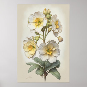 Poster d'impression de l'art de Primrose blanche