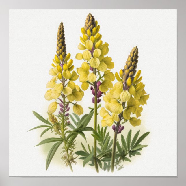 Poster d'impression de l'art des fleurs de lupine  (Devant)